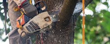 Best Fruit Tree Pruning  in Sylvania, OH