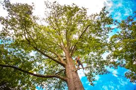 Best Tree Cabling and Bracing  in Sylvania, OH