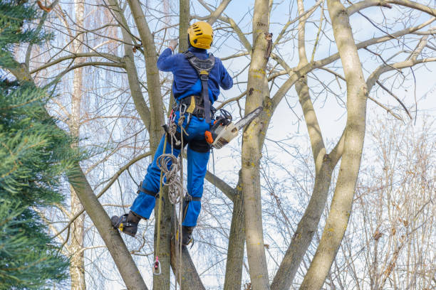 Best Palm Tree Trimming  in Sylvania, OH