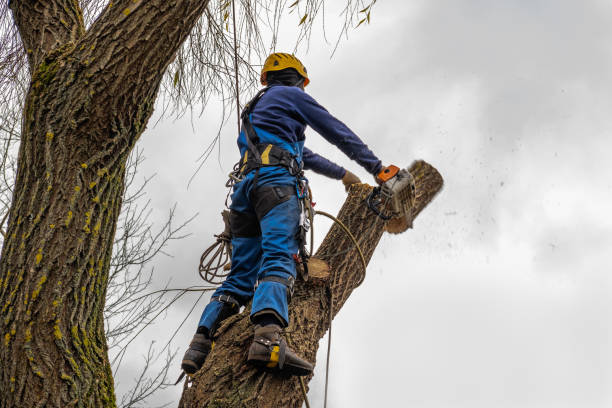 Sylvania, OH Tree Removal Company