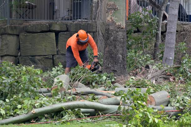 Best Emergency Tree Removal  in Sylvania, OH